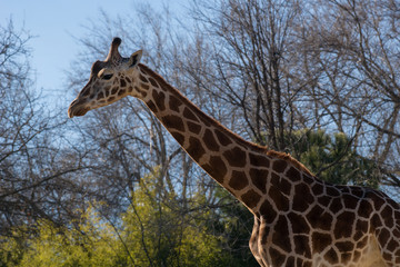 Jirafa africana