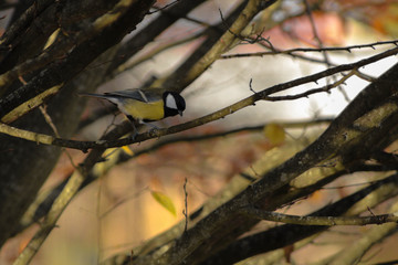 Mésange