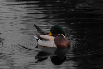 Canard