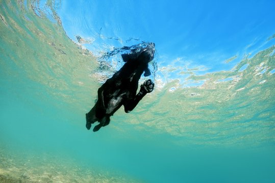 Black dog floats on the surface of the water, Red Sea, Dahab, Egypt, Africa