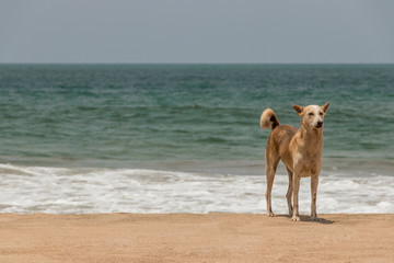Streuner, verwildeter Hund am Agonda Beach in Goa, Indien
