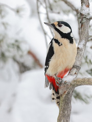 great spotted woodpecker