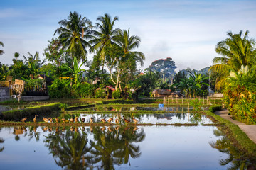 Paddy field at sunset, Ubud, Bali, Indonesia