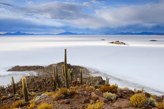 Cacti (Echinopsis atacamensis) on the island of Isla Pescado in the salt lake, Salar de Uyuni, Uyuni, Potosi, Bolivia, South America