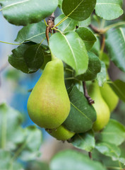 Pear tree branch full of fruits