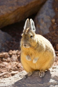 Southern Viscacha (Lagidium viscacia), Reserva Nacional de Fauna Andina Eduardo Avaroa, Nor Lipez, Potosi, Bolivia, South America