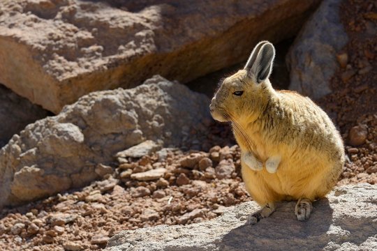 Southern Viscacha (Lagidium viscacia), Reserva Nacional de Fauna Andina Eduardo Avaroa, Nor Lipez, Potosi, Bolivia, South America