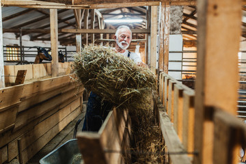 Happy senior farmer feeding goats at large goat farm. © hedgehog94