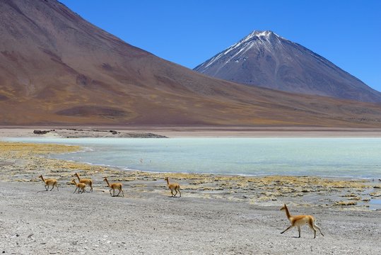 Vicunas (Vicugna vicugna) in front of Laguna Verde and the volcano Licancabur, Reserva Nacional de Fauna Andina Eduardo Abaroa, Sur Lipez, Potosi, Bolivia, South America