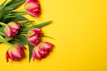 Valentines Womens mothers day concept 8 March Spring - pink tulips on yellow background