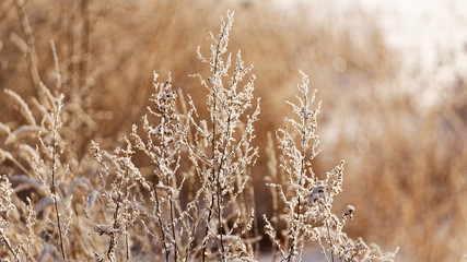 Fototapeta premium Branches of a bush covered with hoarfrost in the warm rays of the rising sun at sunrise. Shallow focus.