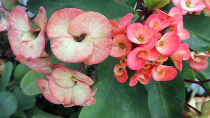 Close up of a light pink colored Christ Plant (Euphorbia, Euphorbiaceae) flowers and buds against...