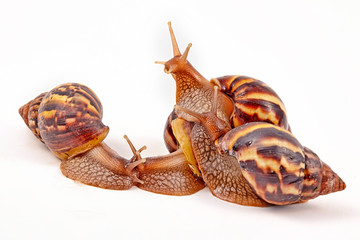snail Achatina fulica on white background