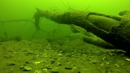 River in winter perch and pike near the tree at a depth of 10 meters
