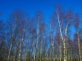 Silver birch trees in winter sunlight with a dark blue sky