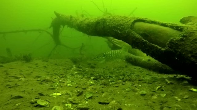 River in winter perch and pike near the tree at a depth of 10 meters