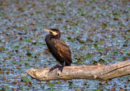 Great cormorant (Phalacrocorax carbo) sits on branch, Lake Skadar, National Park Lake Skadar, Montenegro, Europe