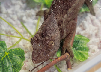 motionless brown chameleon portrait on the branch