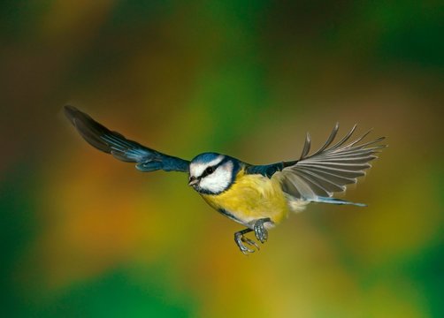 Eurasian Blue Tit (Cyanistes caeruleus, Parus caeruleus) in flight, Hesse, Germany, Europe