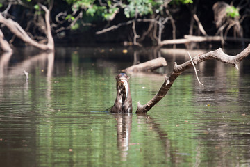 Riesenotter mit Fisch im Maul aus dem Amazonas in Südamerika