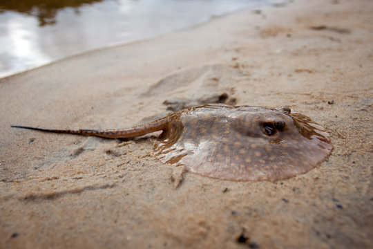 Baby Stingray / Stech-Rochen aus dem Amazonas