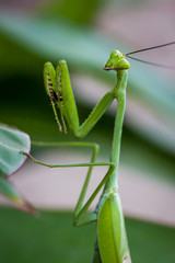 grüne Gottesanbeterin / Mantis im Detail auf einem Blatt in freier Natur