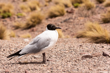 Gaviota andina en laguna Meñique norte de Chile
