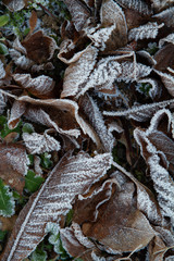 close up of leaves in hoar frost