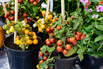 Fototapeta na wymiar small cherry tomato plants in the pots