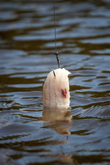 Fischfetzen als Angelköder am Haken über Wasser