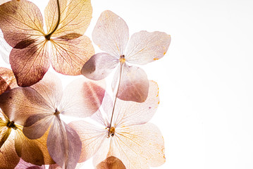 pink hydrangea flowers isolated on the white background