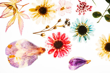 colorful flowers on the white background