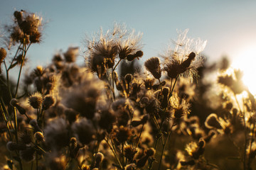 close up of dandelions at the sunset