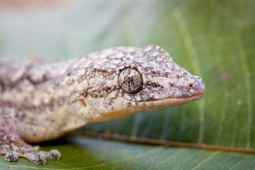wilder kleiner Gecko sitzt auf einem Blatt in Südamerika