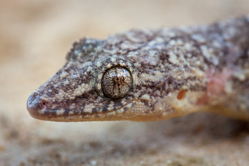 wilder kleiner Gecko sitzt auf Sand in Südamerika