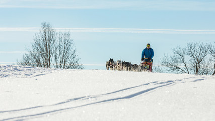 A team of four husky sled dogs running on a snowy wilderness road. Sledding with husky dogs in winter czech countryside. Group of hounds of dogs in a team in winter landscape.