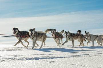 A team of four husky sled dogs running on a snowy wilderness road. Sledding with husky dogs in winter czech countryside. Group of hounds of dogs in a team in winter landscape.