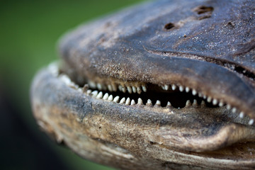 Zähne eines Arapaima Gigas Fisch Schädels aus dem Amazonas