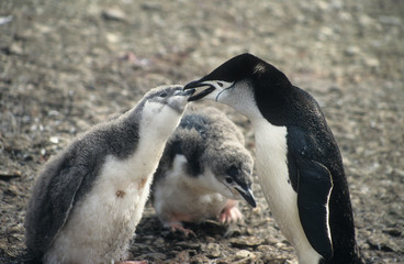 Antarctica; a mother penguin feeding her young