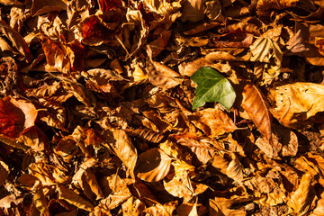 HOJA SUPERVIVIENTE