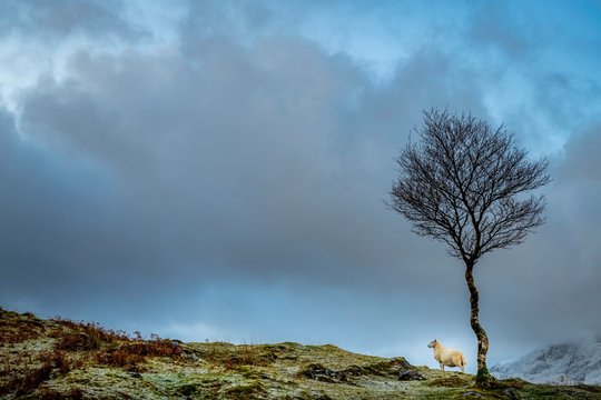 Domestic sheep (Ovis gmelini aries) with Birch (Betula) in Highland Landt with winter Cullins Mountains, Broadford, Isle of Skye, United Kingdom, Europe