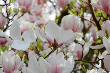 Tulpen-Magnolie (Magnolia × soulangeana) Blüten