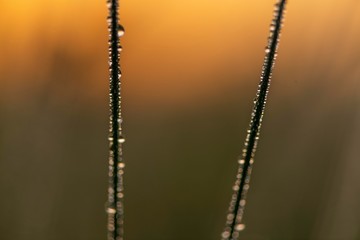 Two blades of grass with dew drops in the back light in the early morning at sunrise, Murnauer moss, Murnau, Upper Bavaria, Germany, Europe