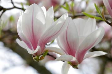 Tulpen-Magnolie (Magnolia × soulangeana) Blüten