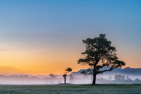 Big and small tree in backlight in the early morning at sunrise, Murnauer moss, Murnau, Oberbayern, Germany, Europe