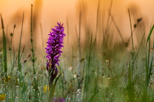 Broad-leaved marsh orchid (Dactylorhiza majalis) in a meadow in the back light in the early morning at sunrise, Murnauer moss, Murnau, Upper Bavaria, Germany, Europe