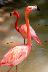 pink flamingo