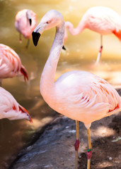 Chilean flamingo