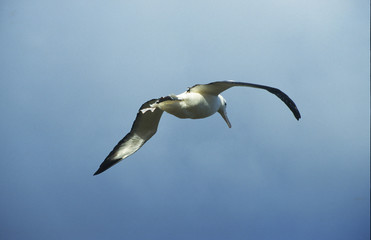 Antarctica; King's Albatross flying