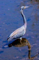 Tricolored heron (EGRETTA tricolor) in water with shadow